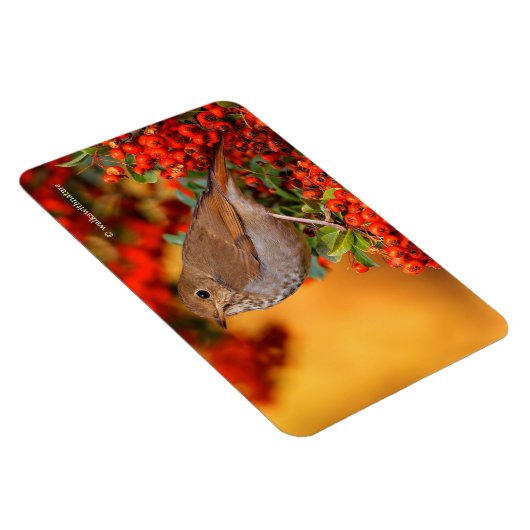 Hermit Thrush Songbird op Scarlet Firethorn Magneet (Rechterzijde)