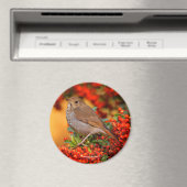 Hermit Thrush Songbird op Scarlet Firethorn Magneet (Insitu (Vaatwasser))