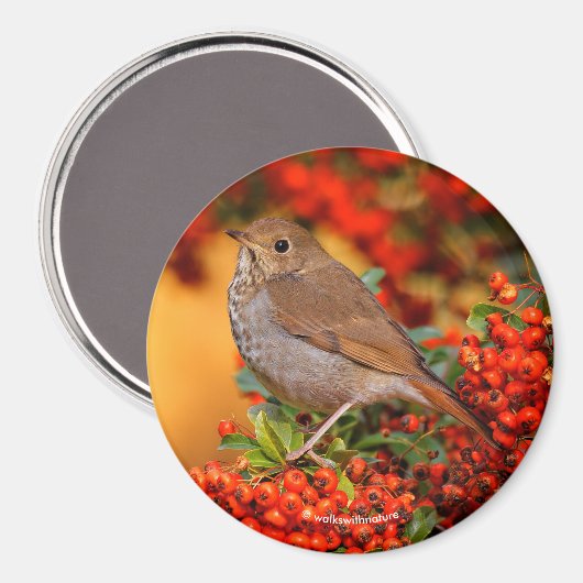 Hermit Thrush Songbird op Scarlet Firethorn Magneet (Voorkant / Achterkant)