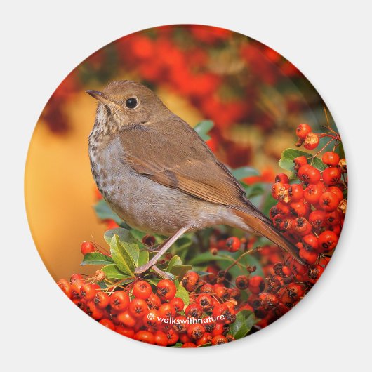 Hermit Thrush Songbird op Scarlet Firethorn Magneet (Voorkant)