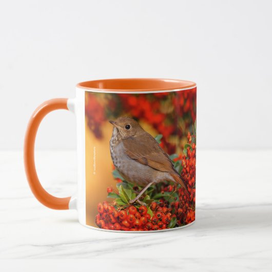 Hermit Thrush Songbird op Scarlet Firethorn Mok (Links)