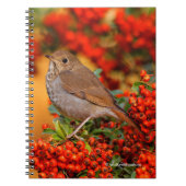Hermit Thrush Songbird op Scarlet Firethorn Notitieboek (Voorkant)
