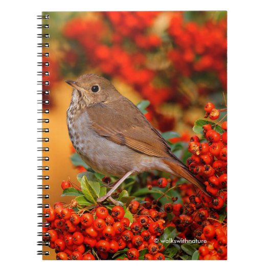 Hermit Thrush Songbird op Scarlet Firethorn Notitieboek (Voorkant)