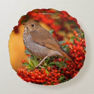 Hermit Thrush Songbird op Scarlet Firethorn Rond Kussen