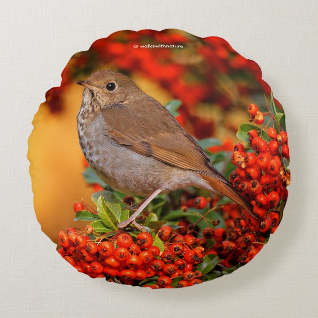 Hermit Thrush Songbird op Scarlet Firethorn Rond Kussen (Voorkant)