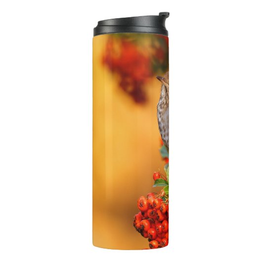 Hermit Thrush Songbird op Scarlet Firethorn Thermosbeker (Gedraaid links)