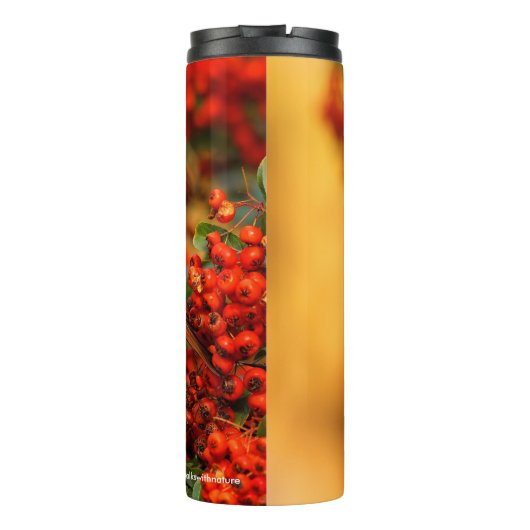 Hermit Thrush Songbird op Scarlet Firethorn Thermosbeker (Achterkant)