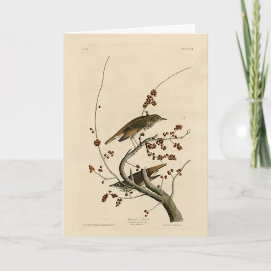 Hermit Thrush van de Amerikaanse vogels uit Audubo Kaart (Voorkant)