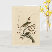 Hermit Thrush van de Amerikaanse vogels uit Audubo Kaart (Gele Bloem)