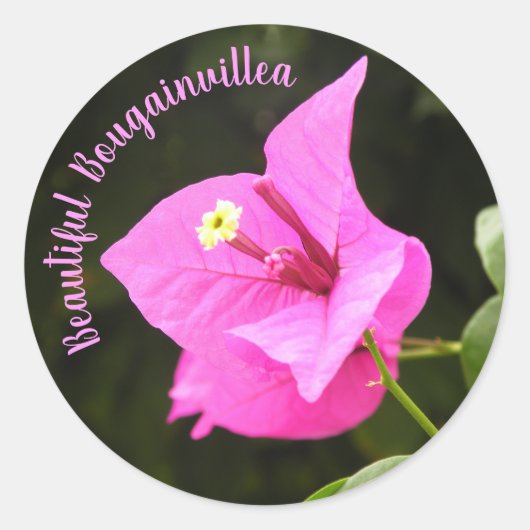 Hermosa Bugambilia Ronde Sticker (Voorkant)