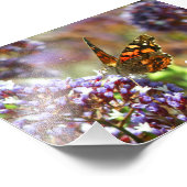 Hermosa Mariposa polinizando flores Foto Afdruk (Hoek)