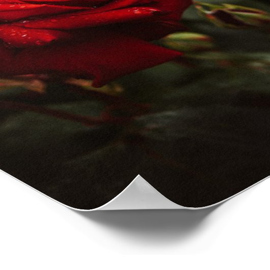 hermoso Póster de rosas rojas Poster (Hoek)