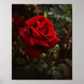 hermoso Póster de rosas rojas Poster (Voorkant)
