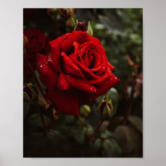 hermoso Póster de rosas rojas Poster (Voorkant)