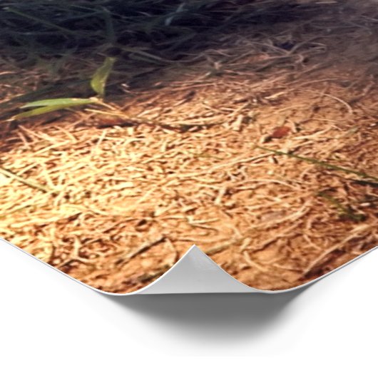 HERO AUDIE MURPHY GRAVE - ARLINGTON POSTER (Hoek)