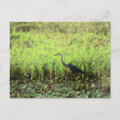 Heron 6449 briefkaart (Voorkant)