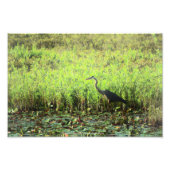 Heron 6449 foto afdruk (Voorkant)