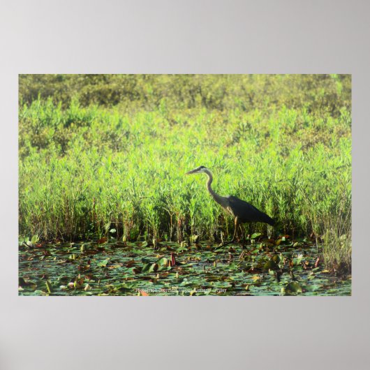 Heron 6449 poster (Voorkant)
