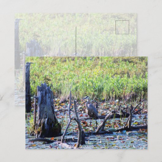 Heron 6467 briefkaart (Voorkant / Achterkant)