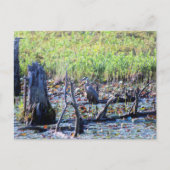 Heron 6467 briefkaart (Voorkant)