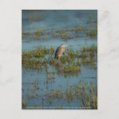 Heron 6937 briefkaart (Voorkant)