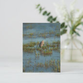 Heron 6937 briefkaart (Staand voorkant)