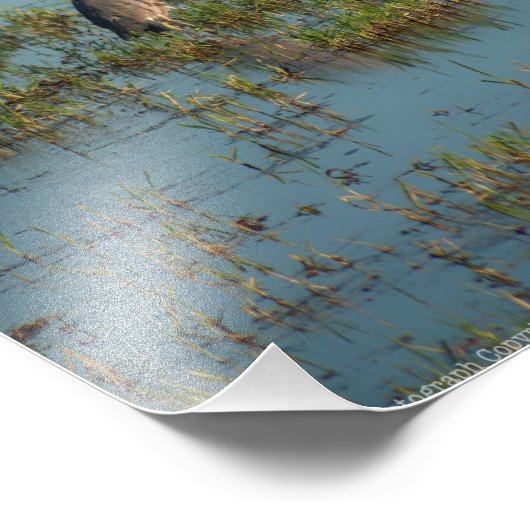 Heron 6937 foto afdruk (Hoek)