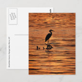 Heron bij Sunset Briefkaart (Voorkant / Achterkant)