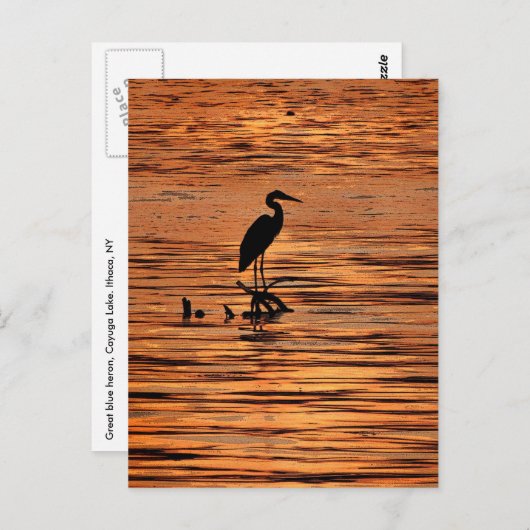 Heron bij Sunset Briefkaart (Voorkant / Achterkant)