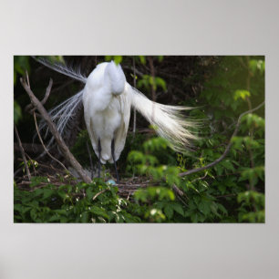 Heron Bird in het Poster