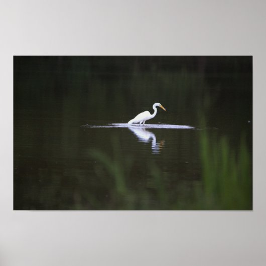 Heron Bird op Water Poster (Voorkant)