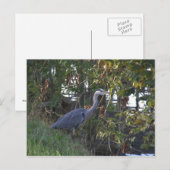 Heron Briefkaart (Voorkant / Achterkant)