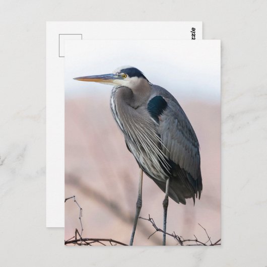 Heron Briefkaart (Voorkant / Achterkant)