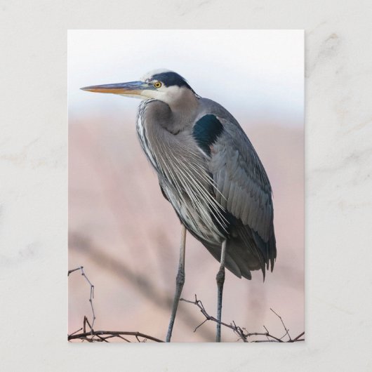 Heron Briefkaart (Voorkant)
