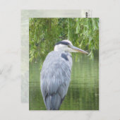 Heron close-up Briefkaart (Voorkant / Achterkant)