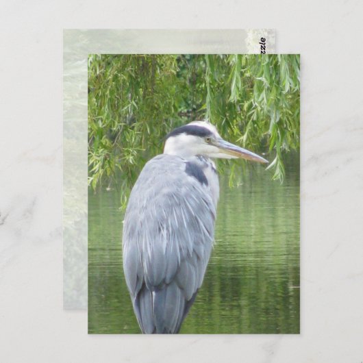 Heron close-up Briefkaart (Voorkant / Achterkant)