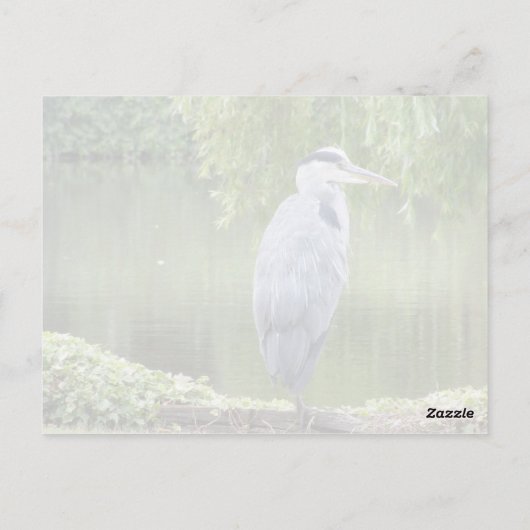 Heron close-up Briefkaart (Achterkant)