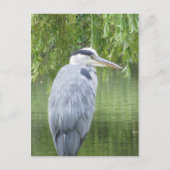 Heron close-up Briefkaart (Voorkant)