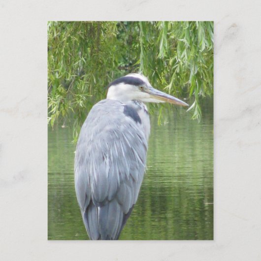 Heron close-up Briefkaart (Voorkant)