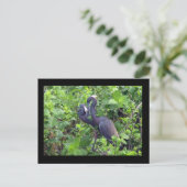 Heron Couple Briefkaart (Staand voorkant)