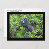Heron Couple Briefkaart (Voorkant / Achterkant)