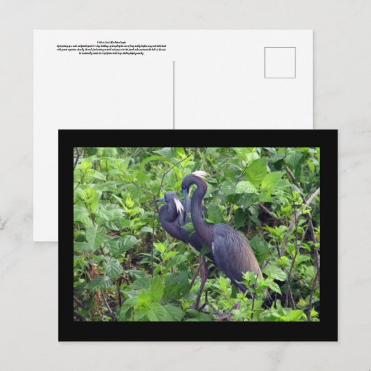 Heron Couple Briefkaart (Voorkant / Achterkant)