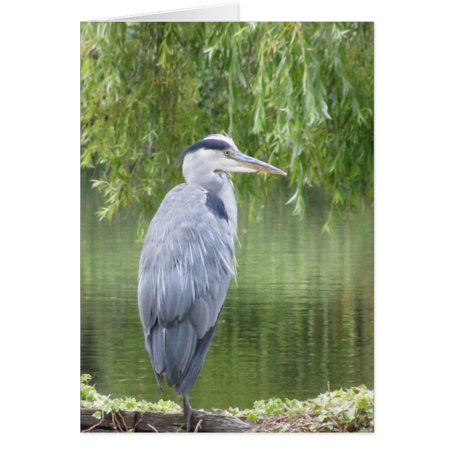 Heron door een meerkaart (Voorkant)