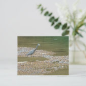 Heron en baby krabben Narooma, Australië Briefkaart (Staand voorkant)