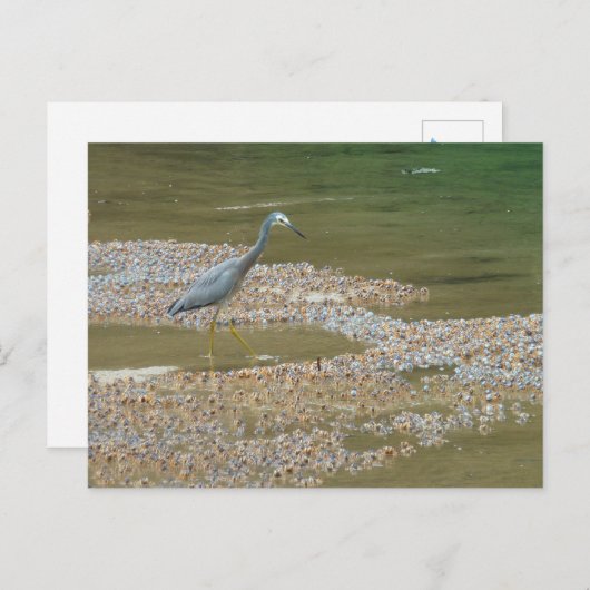 Heron en baby krabben Narooma, Australië Briefkaart (Voorkant / Achterkant)