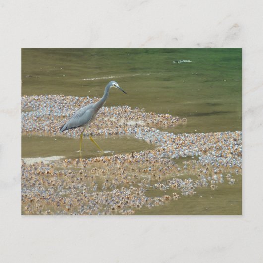 Heron en baby krabben Narooma, Australië Briefkaart (Voorkant)