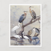Heron en Egret Briefkaart (Voorkant)