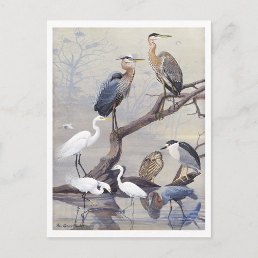 Heron en Egret  Briefkaart (Voorkant)