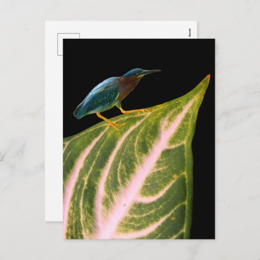 Heron en Leaf Print, Waarde Poster Papier (Matte) Feestdagenkaart (Voorkant / Achterkant)