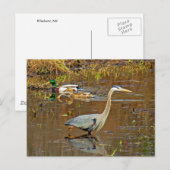 Heron en Mallards Briefkaart (Voorkant / Achterkant)